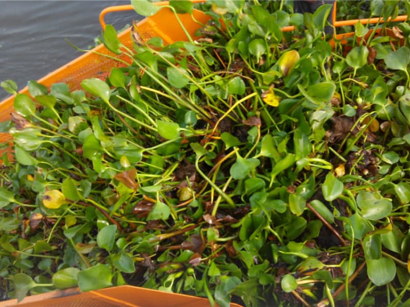 Automatisches Wasserreinigungsschiff / Wasserpflanzenernter / Müllabscheiderboot
